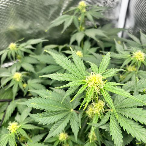 Auto Northern Lights growlog timeline photo