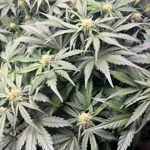 Royal Kush Automatic growlog timeline photo