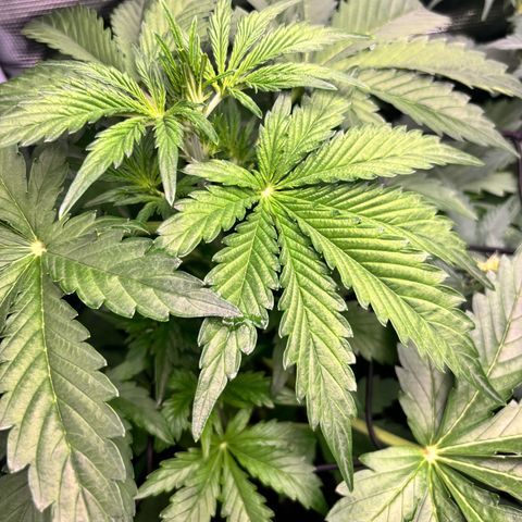 Lemon Wonder Automatic growlog timeline photo