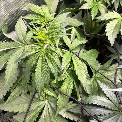 Mimosa Automatic growlog timeline photo