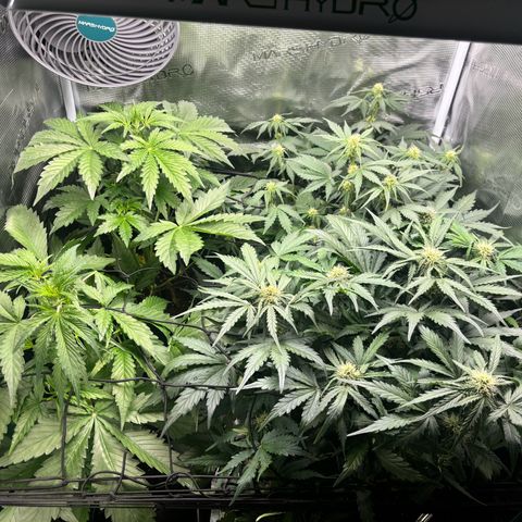 Auto Northern Lights growlog timeline photo