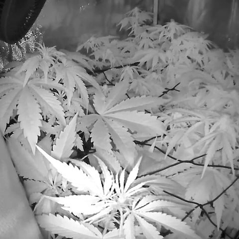Auto Northern Lights growlog timeline photo