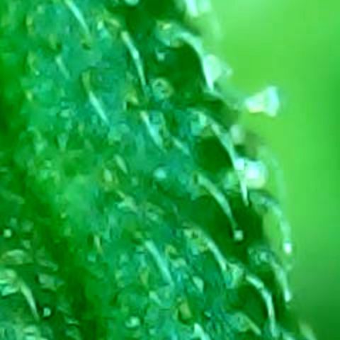 Auto Northern Lights growlog timeline photo