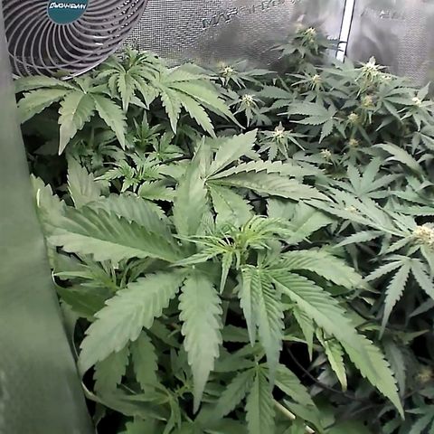 Auto Northern Lights growlog timeline photo
