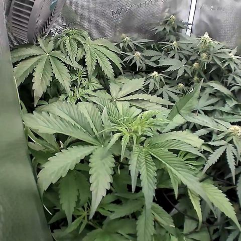 Auto Northern Lights growlog timeline photo