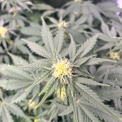 Auto Northern Lights growlog timeline photo