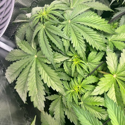 Lemon Wonder Automatic growlog timeline photo