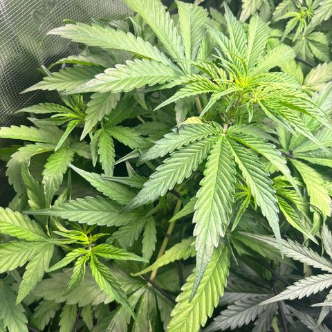 Mimosa Automatic growlog timeline photo