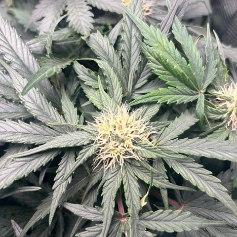 Royal Kush Automatic growlog timeline photo