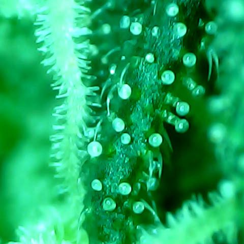 Royal Kush Automatic growlog timeline photo