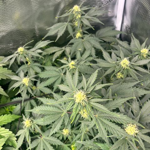 Auto Northern Lights growlog timeline photo