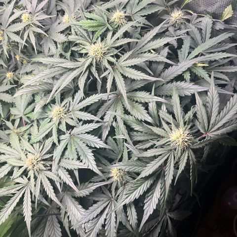 Royal Kush Automatic growlog timeline photo