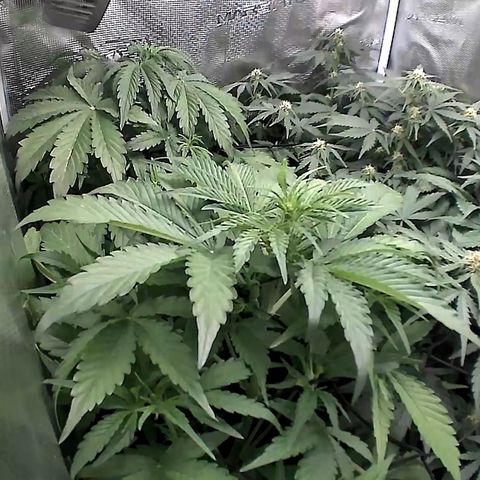 Auto Northern Lights growlog timeline photo