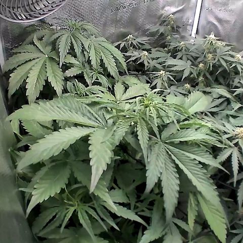 Auto Northern Lights growlog timeline photo