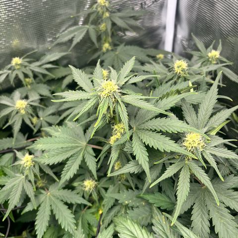 Auto Northern Lights growlog timeline photo