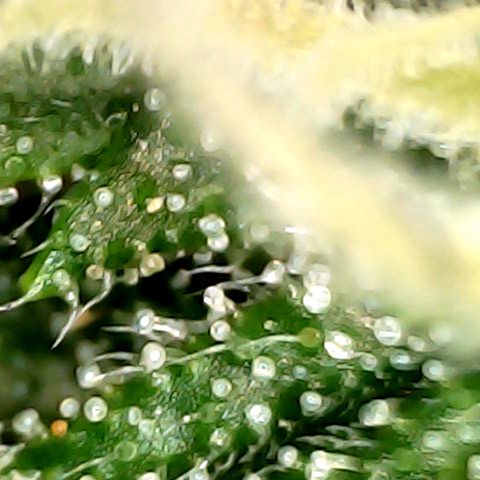 Auto Northern Lights growlog timeline photo