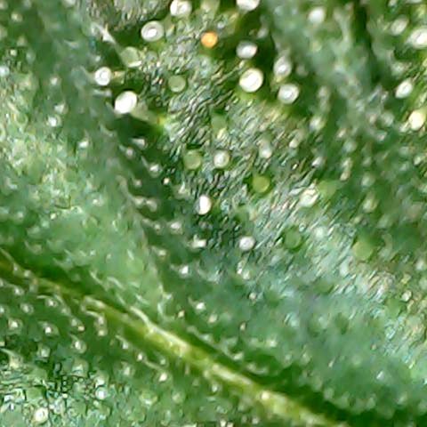 Auto Northern Lights growlog timeline photo