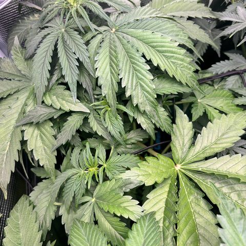 Lemon Wonder Automatic growlog timeline photo