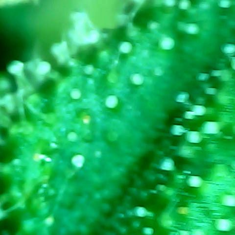 Royal Kush Automatic growlog timeline photo