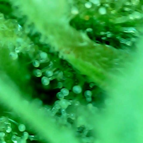 Auto Northern Lights growlog timeline photo
