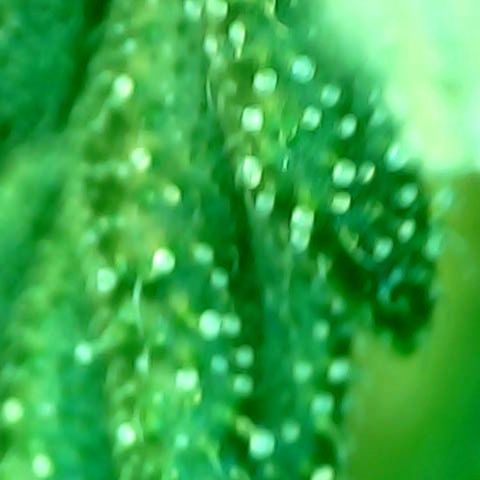 Auto Northern Lights growlog timeline photo