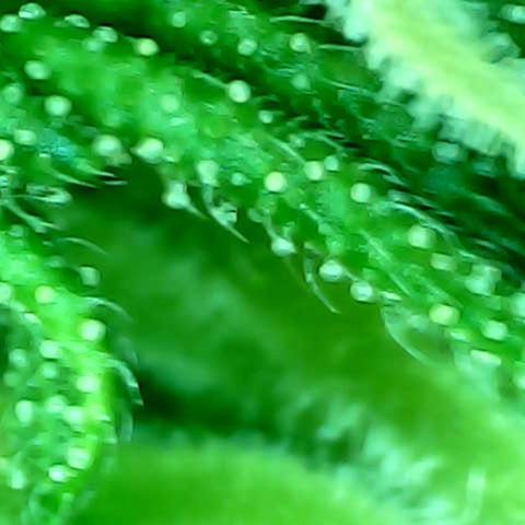 Auto Northern Lights growlog timeline photo