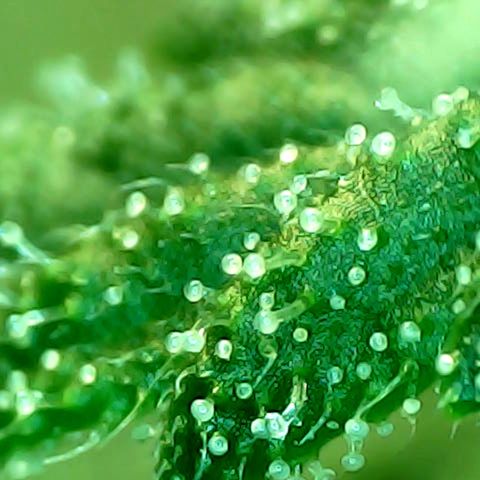 Auto Northern Lights growlog timeline photo