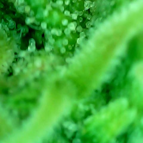 Auto Northern Lights growlog timeline photo