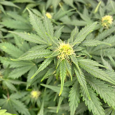 Auto Northern Lights growlog timeline photo