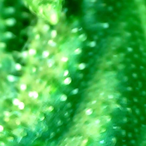 Auto Northern Lights growlog timeline photo