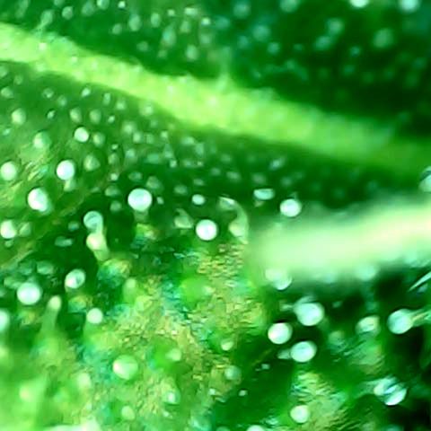 Royal Kush Automatic growlog timeline photo