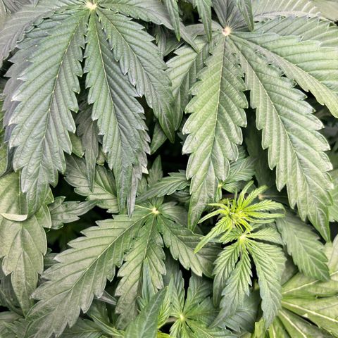 Lemon Wonder Automatic growlog timeline photo