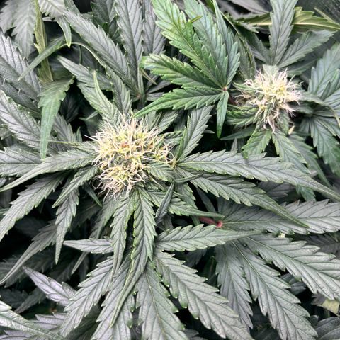 Royal Kush Automatic growlog timeline photo