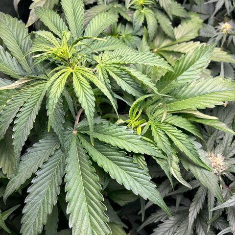 Mimosa Automatic growlog timeline photo