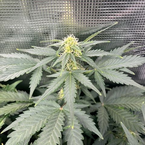 Auto Northern Lights growlog timeline photo