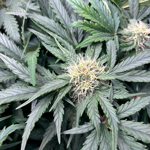 Royal Kush Automatic growlog timeline photo
