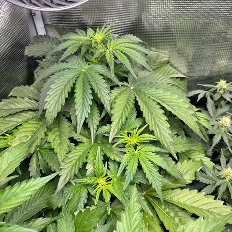 Lemon Wonder Automatic growlog timeline photo