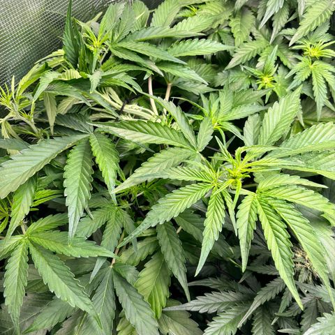 Mimosa Automatic growlog timeline photo