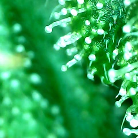 Auto Northern Lights growlog timeline photo