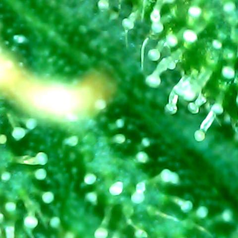 Auto Northern Lights growlog timeline photo