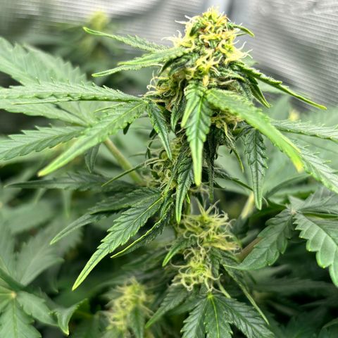 Auto Northern Lights growlog timeline photo