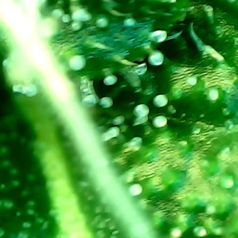 Royal Kush Automatic growlog timeline photo