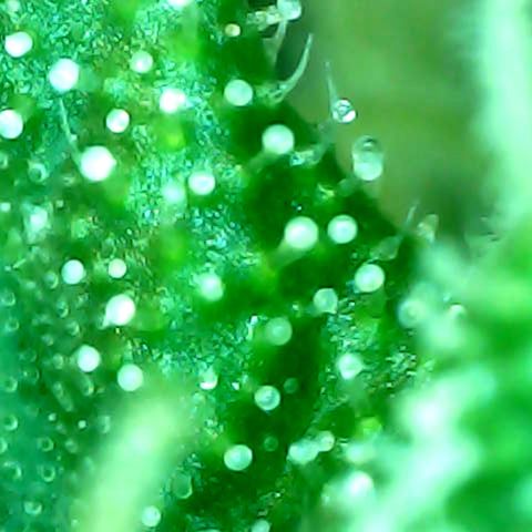 Royal Kush Automatic growlog timeline photo