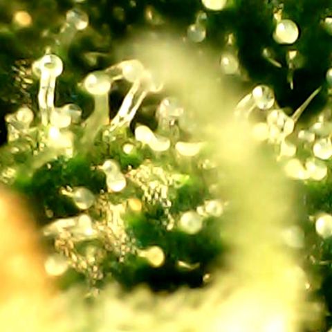Auto Northern Lights growlog timeline photo