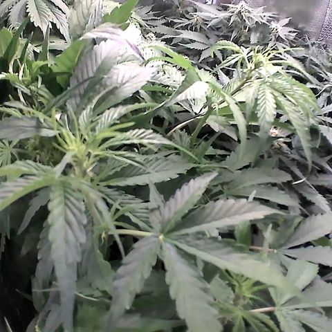 Auto Northern Lights growlog timeline photo