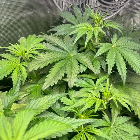Lemon Wonder Automatic growlog timeline photo