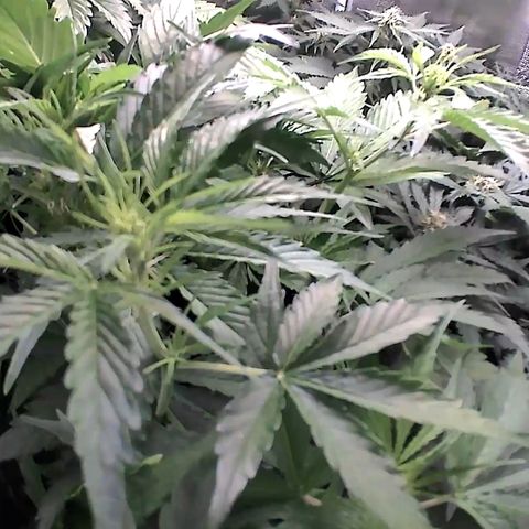Auto Northern Lights growlog timeline photo