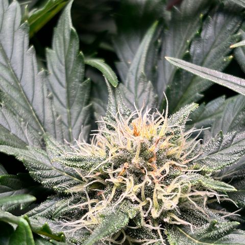 Royal Kush Automatic growlog timeline photo