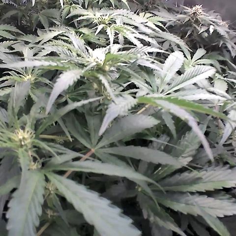 Auto Northern Lights growlog timeline photo