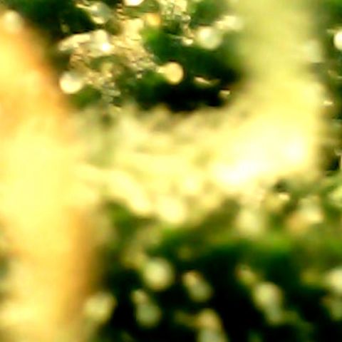 Auto Northern Lights growlog timeline photo